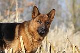 BERGER ALLEMAND 850